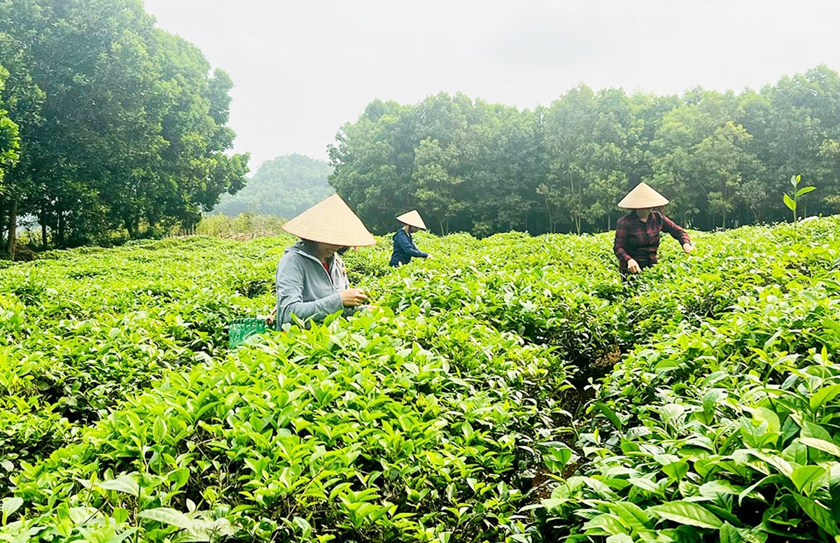 Nông nghiệp tỉnh Tuyên Quang đang chuyển mình mạnh mẽ với nhiều cây trồng thế mạnh.