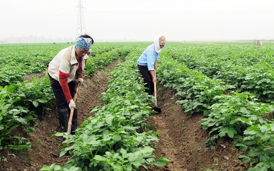 Vào HTX giúp nhiều nông dân Bắc Ninh nâng cao nội lực sản xuất, thoát nghèo, làm giàu.