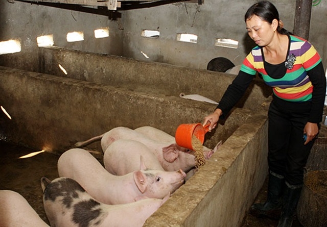 Các HTX do phụ nữ làm chủ đã và đang mang lại thu nhập, nâng cao đời sống thành viên.