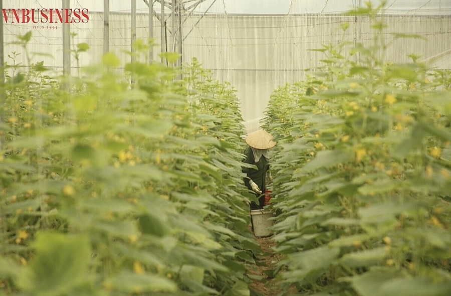 Sản xuất khoa học giúp nông dân, HTX Bắc Ninh nâng cao giá trị kinh tế.