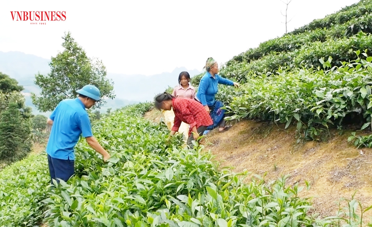 HTX Bản Lầu đang tạo việc làm ổn định cho 14 lao động địa phương với mức thu nhập từ 6 - 9 triệu đồng/tháng.