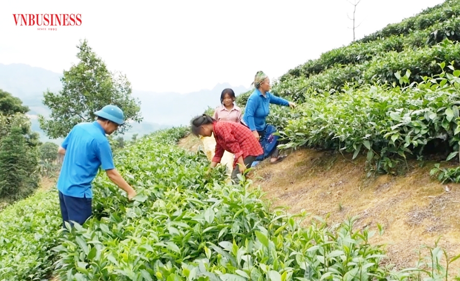 HTX Bản Lầu đang tạo việc làm ổn định cho 14 lao động địa phương với mức thu nhập từ 6 - 9 triệu đồng/tháng.