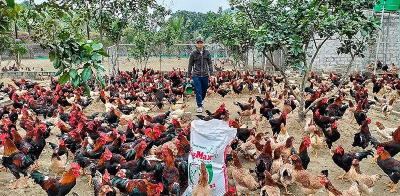 Anh Nguyễn Danh Hoàng, xã Mậu Lâm tại khu nuôi giống gà ri Lạc Thủy.