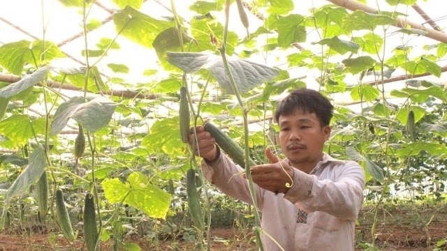 Phát triển nông nghiệp sạch theo chuỗi giá trị đang tạo nên bước chuyển nhanh trong quá trình xóa đói, giảm nghèo.