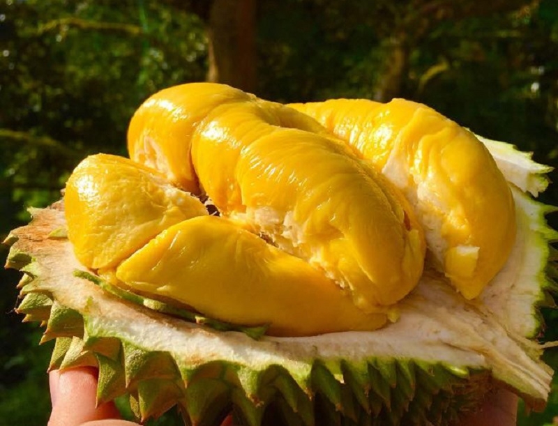Sầu riêng xuất khẩu sang Trung Quốc nhưng bị từ chối thông quan nếu muốn tiêu thụ trong nước, các lô hàng đó sẽ phải lấy mẫu kiểm nghiệm, kiểm soát chặt về chất lượng.