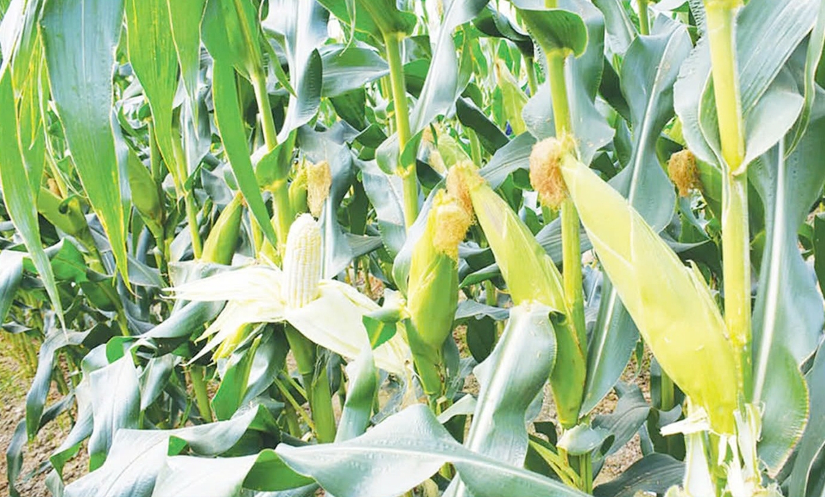 Sản xuất theo tiêu chuẩn an toàn giúp sản phẩm của HTX được người tiêu dùng ưa chuộng &lpar;Ảnh: BCM&rpar;.