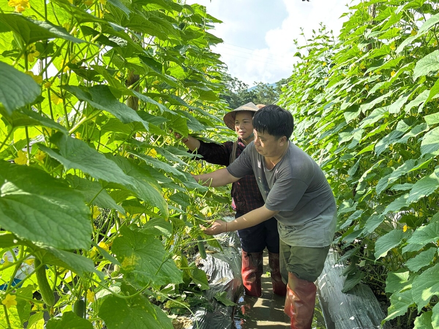 Nông dân xã Nghĩa Đô đang vào vụ thu hoạch dưa chuột đầu tiên theo mô hình liên kết sản xuất – tiêu thụ.