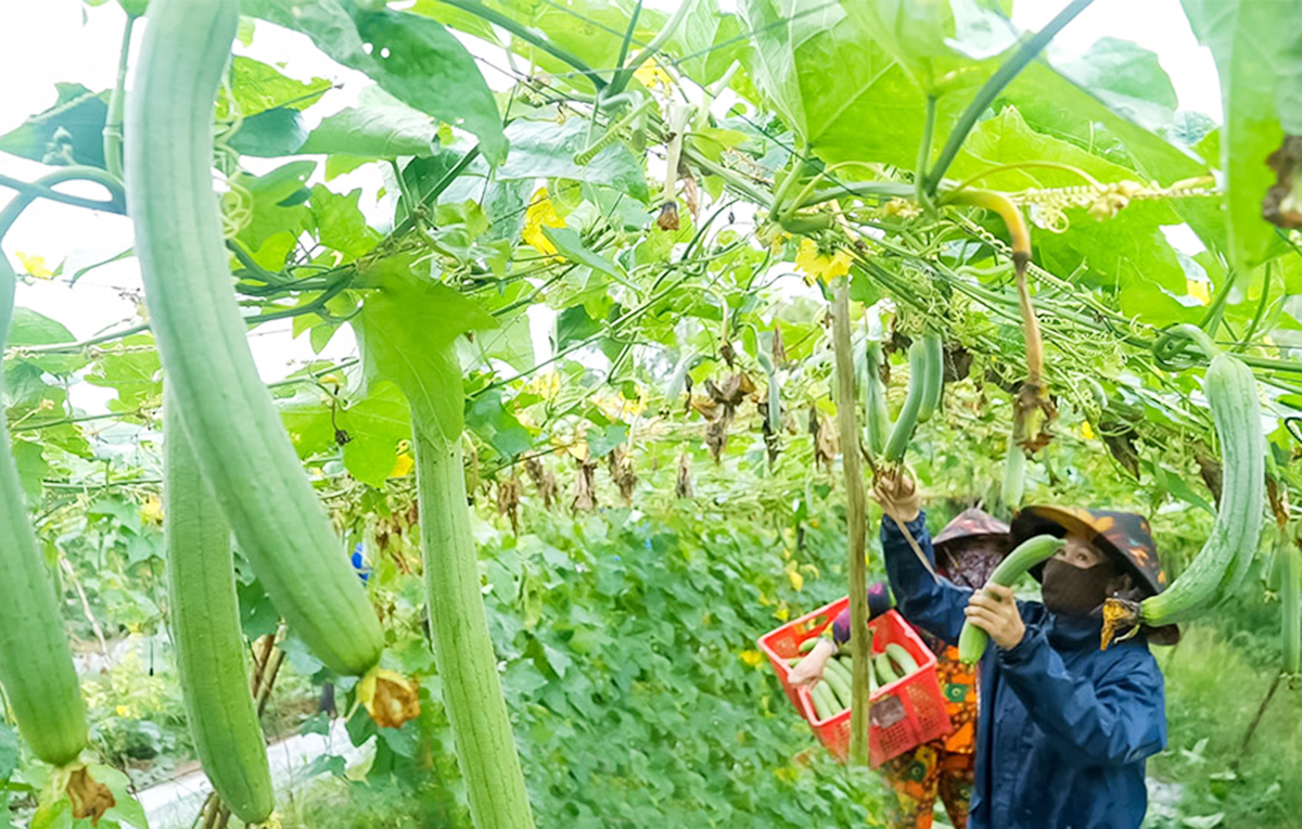 HTX Quyết Tiến đang giúp thành viên thoát nghèo, làm giàu nhờ các cây trồng quen thuộc tại địa phương &lpar;Ảnh: BCM&rpar;.