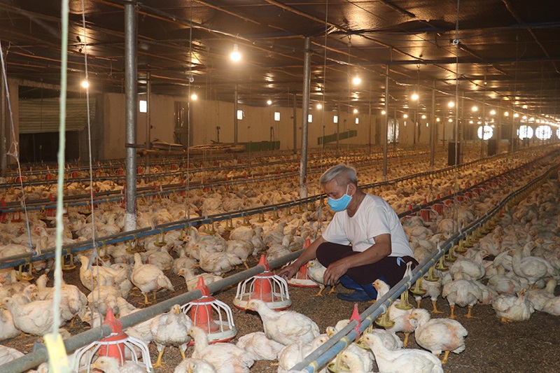 Nhờ chủ động liên kết sản xuất, chuyển từ sản xuất nhỏ sang hình thức tổ chức quy mô hơn, gắn với tiêu chuẩn chất lượng và chuỗi tiêu thụ ổn định, nhiều trang trại đạt lợi nhuận hàng trăm triệu đồng mỗi năm.