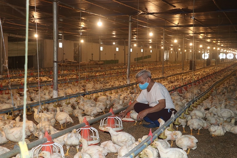 Nhờ chủ động liên kết sản xuất, chuyển từ sản xuất nhỏ sang hình thức tổ chức quy mô hơn, gắn với tiêu chuẩn chất lượng và chuỗi tiêu thụ ổn định, nhiều trang trại đạt lợi nhuận hàng trăm triệu đồng mỗi năm.