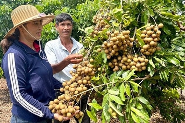 Các HTX đã chủ động phát triển cây ăn quả theo hướng sản xuất hàng hóa, thực hiện được mục tiêu xóa đói, giảm nghèo ở địa phương.