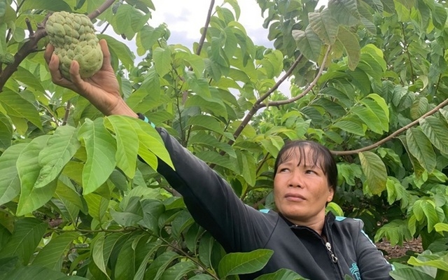 Nhờ phát triển cây ăn quả, nhiều gia đình thoát nghèo, vươn lên có cuộc sống ổn định.