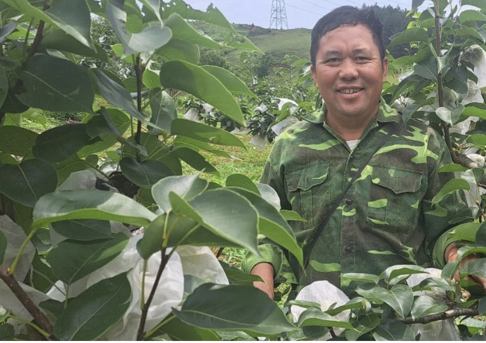 Ông Tráng A Cao đã mạnh dạn cắt đi vườn chanh, vườn bưởi sai trĩu quả để đưa cây lê vào trồng tại Hua Tạt.