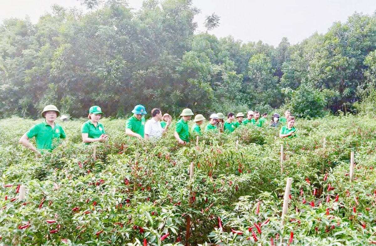 Chuyển đổi sản xuất hiệu quả là nền tảng xây dựng nông thôn mới ở Tuyên Quang.