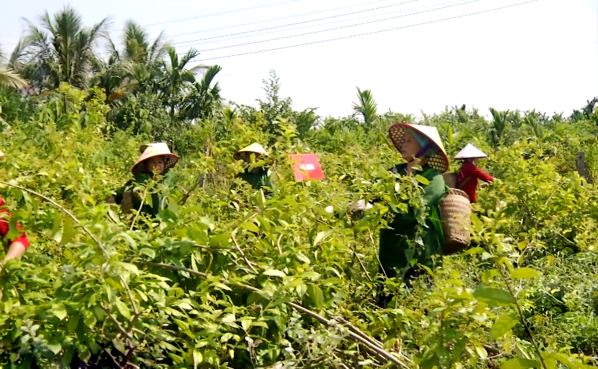 Dược liệu đang là cây đuổi nghèo ở Ninh Bình.