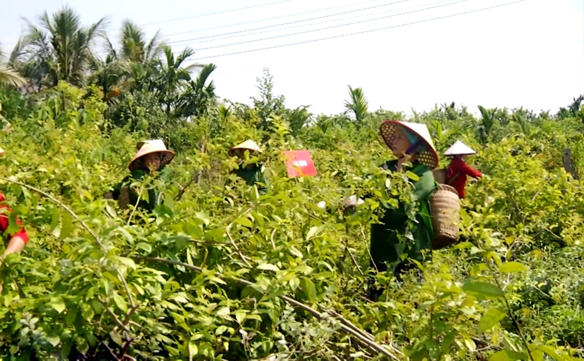 Dược liệu đang là cây đuổi nghèo ở Ninh Bình.