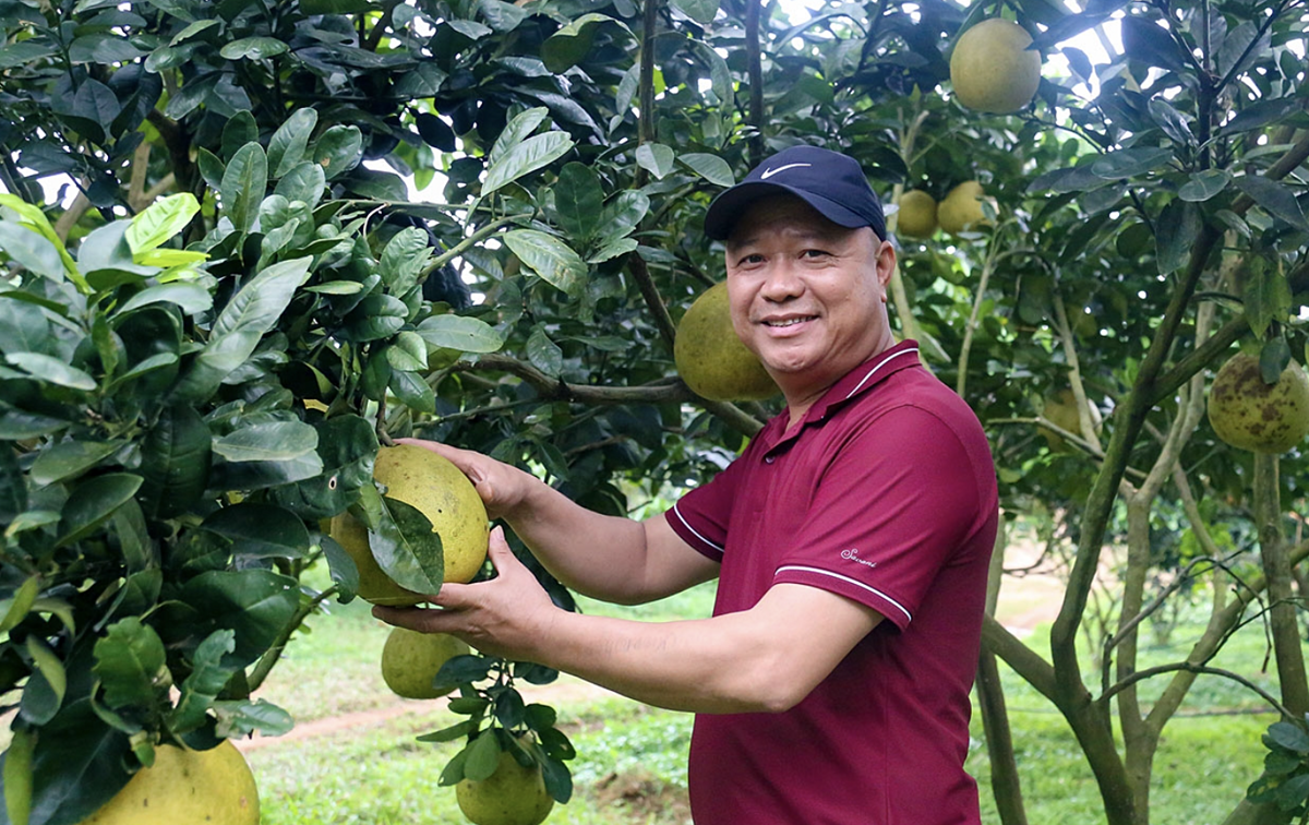 HTX nông nghiệp Gia Phúc đã mua lại 29ha đất bỏ hoang của người dân tại vùng Khe Lang để bắt tay vào sản xuất cây ăn quả theo hướng hữu cơ.