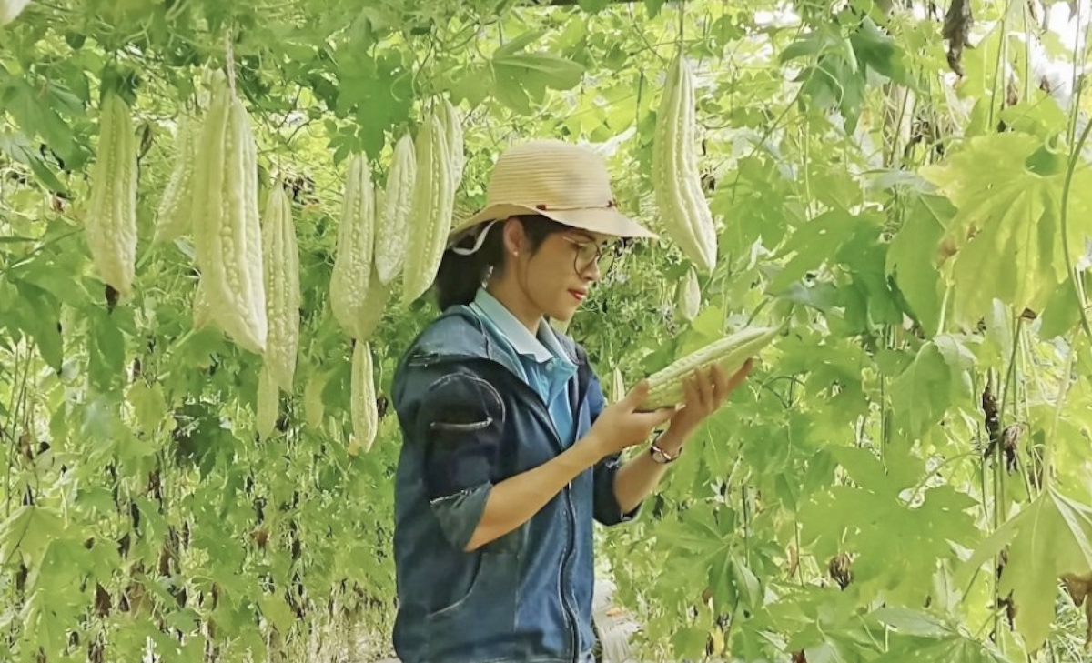 Người dân thôn Tân Lập, xã Hoa Thám kiểm tra chất lượng quả cây mướp đắng lấy hạt.