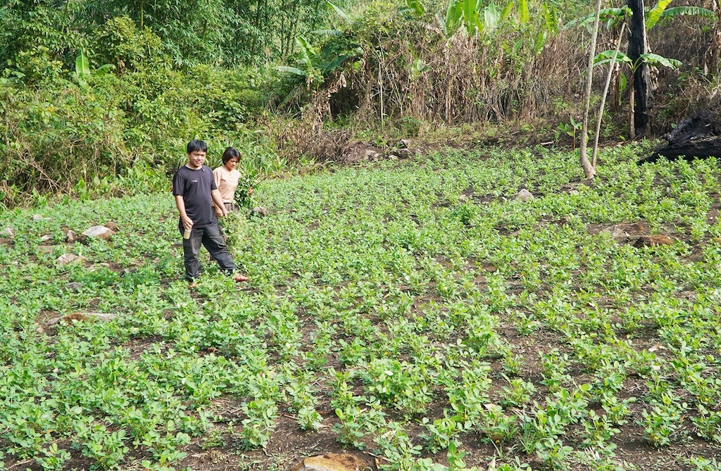 HTX đang đóng vai trò dẫn dắt chuỗi liên kết trồng cây dược liệu ở xã Tây Giang mới sau sáp nhập.