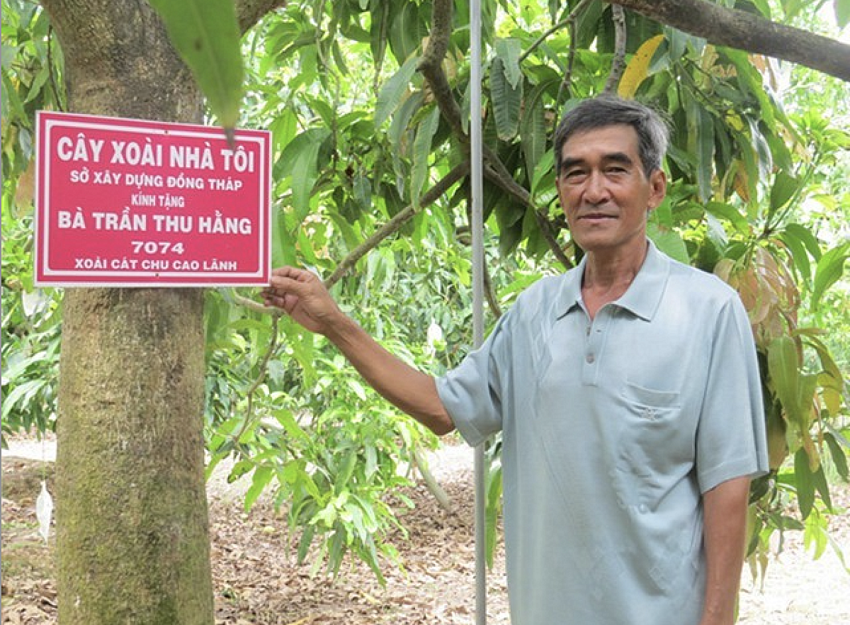 Những cây xoài được chọn vào mô hình “Cây xoài nhà tôi” phải đảm bảo các tiêu chí như: cây to khỏe, gần đường lớn, trồng theo tiêu chuẩn, quy trình VietGap, Global Gap...