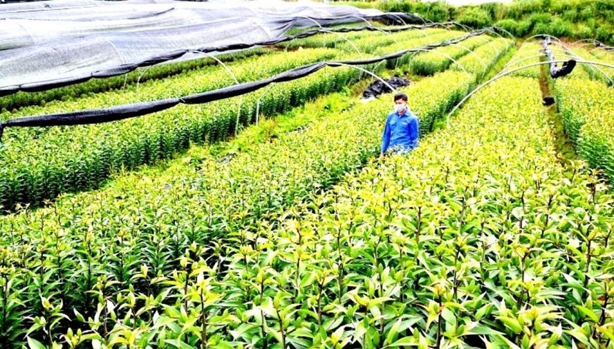 Các chuyên gia nhấn mạnh, việc xây dựng một Hệ sinh thái Du lịch “Nông nghiệp sạch” và “Du lịch bền vững” là yếu tố cốt lõi để khẳng định bản sắc du lịch Sa Pa.