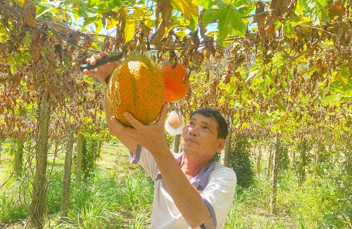 Nhiều loại cây trồng mới đang thúc đẩy kinh tế nông thôn tỉnh Lâm Đồng &lpar;Ảnh: BLĐ&rpar;.