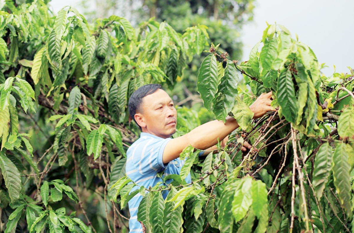 Hiệu quả nông nghiệp góp phần thúc đẩy nông thôn mới ở Lâm Đồng &lpar;Ảnh: BLĐ&rpar;.