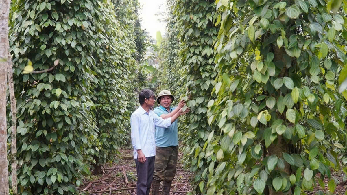 Người dân Quảng Trị tiếp cận công nghệ hiện đại trong phát triển sản xuất nông nghiệp bền vững.