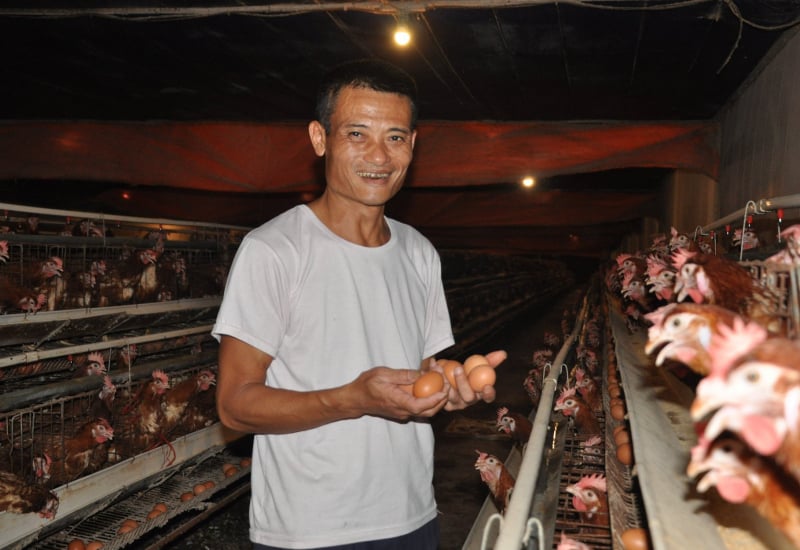 Giá trứng tăng cao do nhiều nguyên nhân khác nhau.