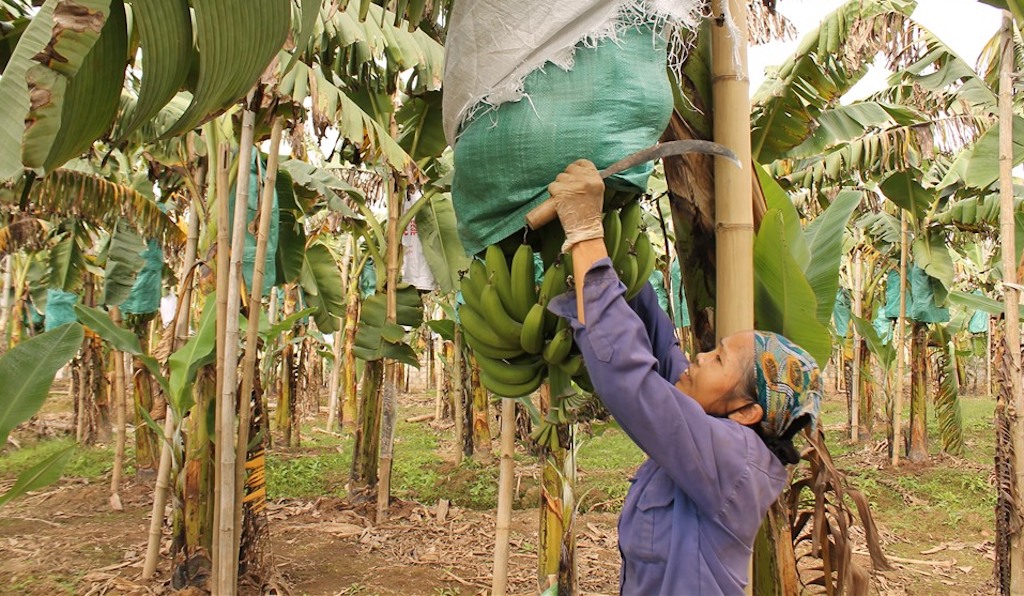 Nhờ các mô hình kinh tế tiên phong trong việc chuyển đổi cây trồng đã giúp cho người dân xã A Lưới 3 từng bước thoát nghèo bền vững.