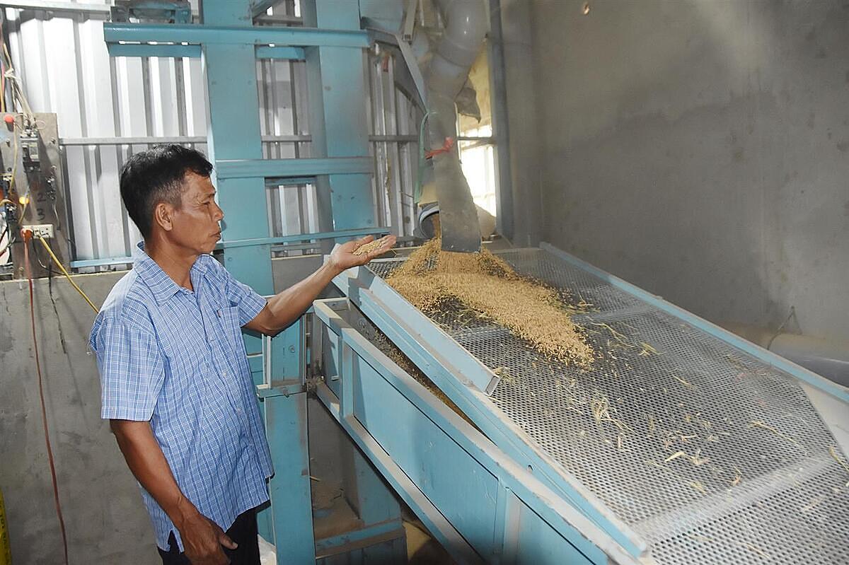 Ông Trần Văn Chung, Giám đốc HTX nông nghiệp Phát Tài kiểm tra chất lượng sản phẩm sau khi ứng dụng máy dê lúa.