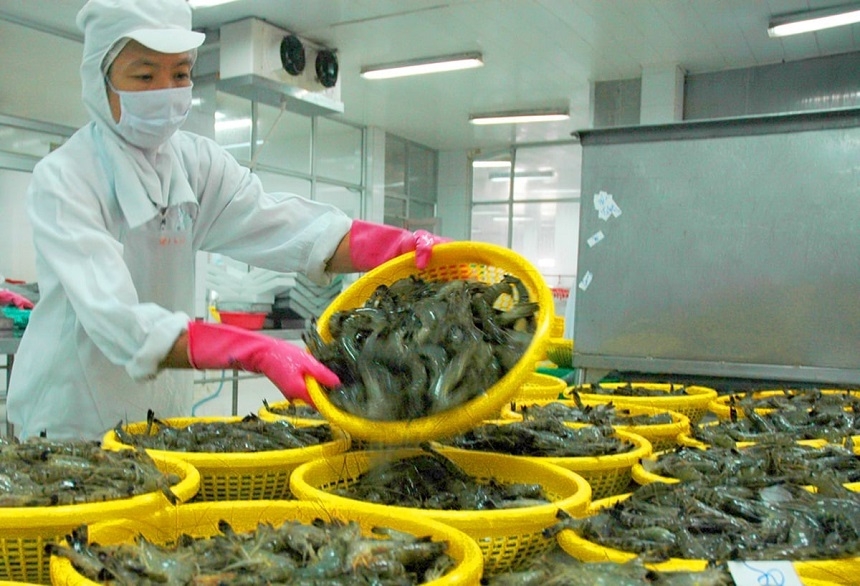 Xuất khẩu tôm đạt 2,5 tỷ USD trong 7 tháng đầu năm, tăng 23,2% so với cùng kỳ.