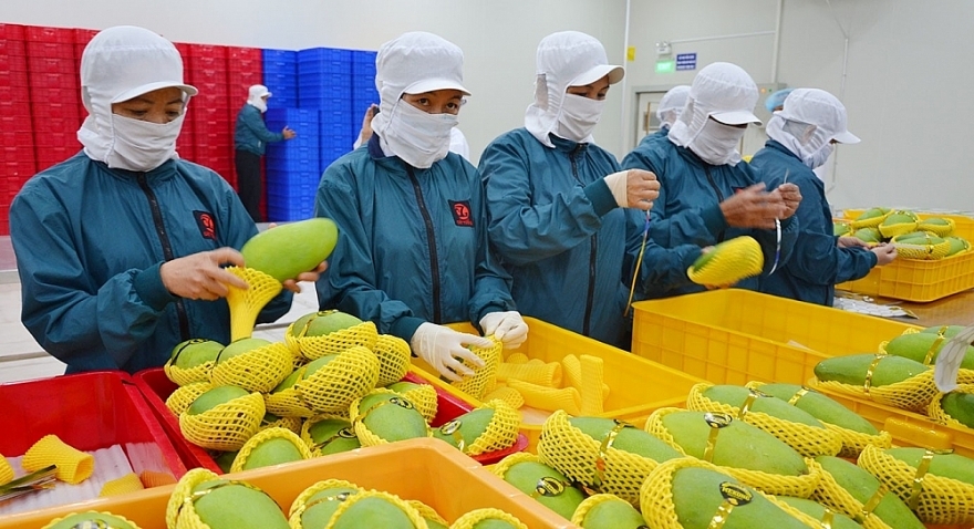 6 tháng đầu năm 2025 kim ngạch xuất khẩu rau quả của Việt Nam vào Mỹ đạt hơn 261,6 triệu USD, tăng 66% so với cùng kỳ 2024.