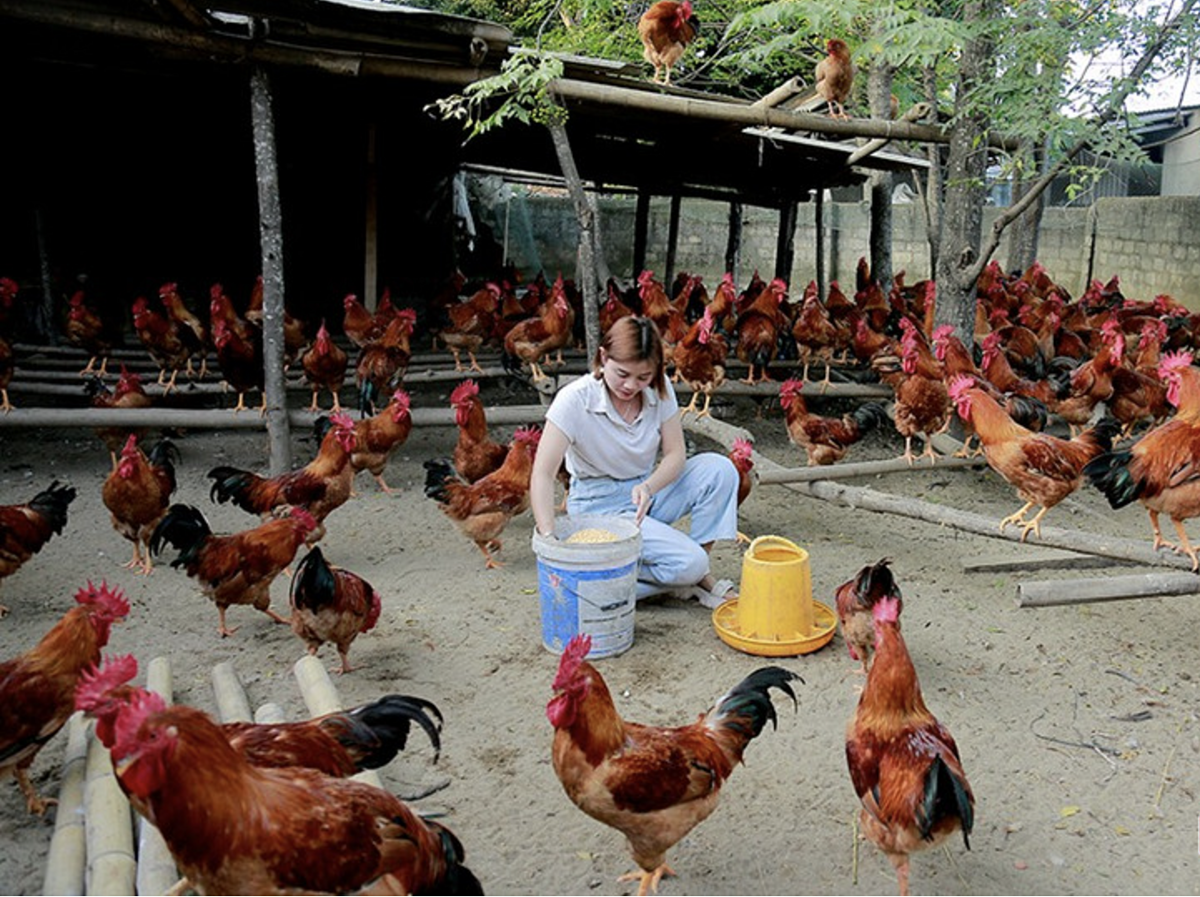 Đàn gà được nuôi theo quy trình VietGAHP của chị Phạm Thị Hoa.