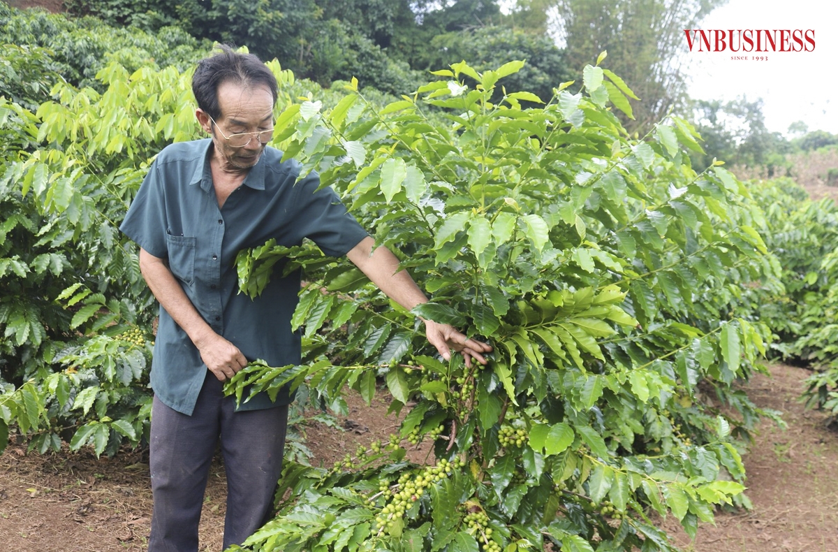HTX cà phê Bích Thao &lpar;Sơn La&rpar; gặp không ít khó khăn trong việc tiếp cận với các nguồn vốn.