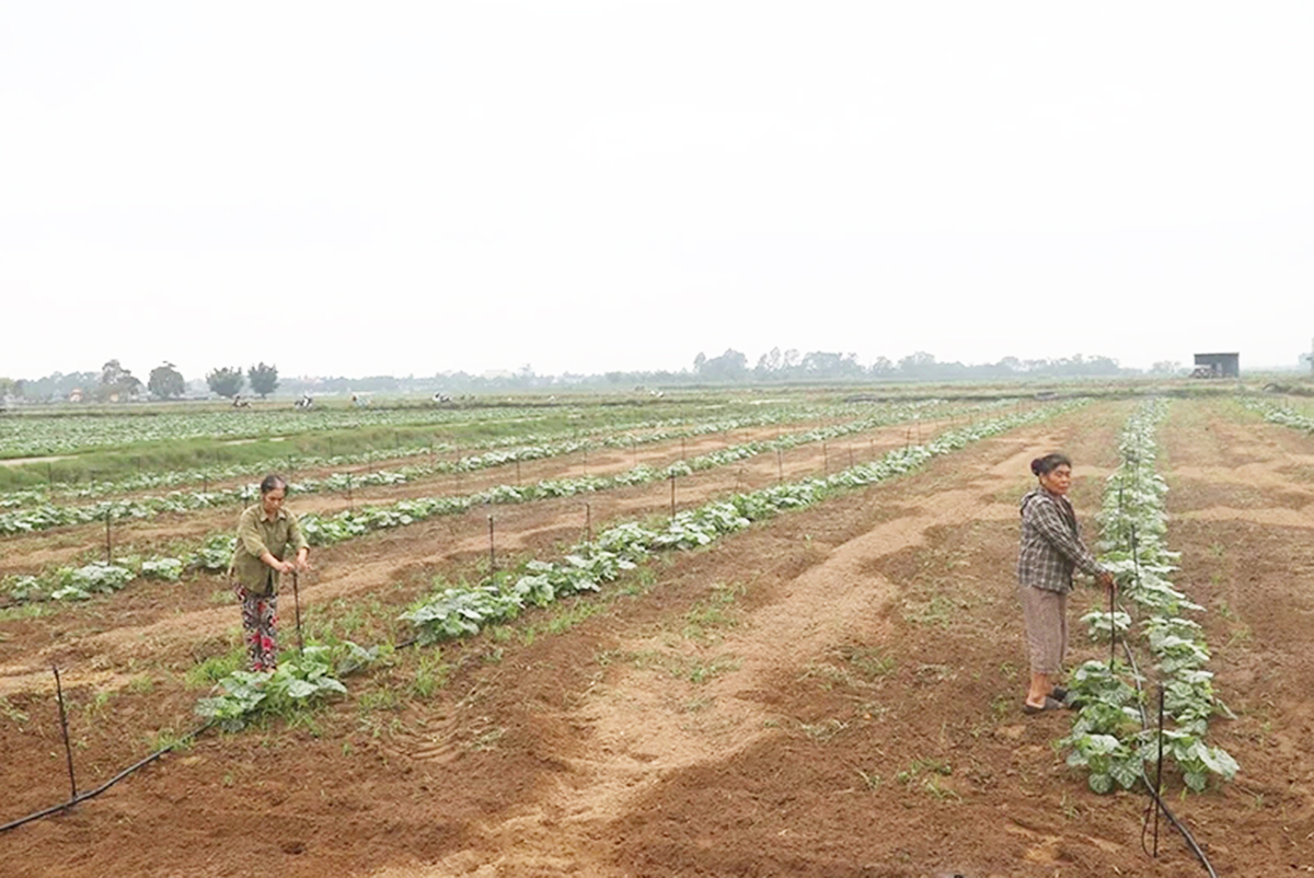 Nông nghiệp hiệu quả là chìa khóa giảm nghèo cho người dân Thanh Hóa.