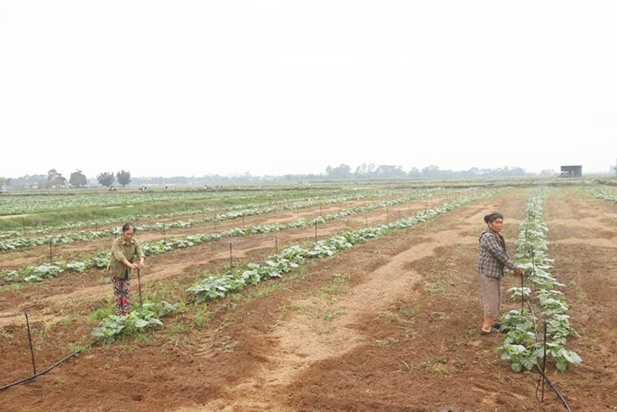 Nông nghiệp hiệu quả là chìa khóa giảm nghèo cho người dân Thanh Hóa.