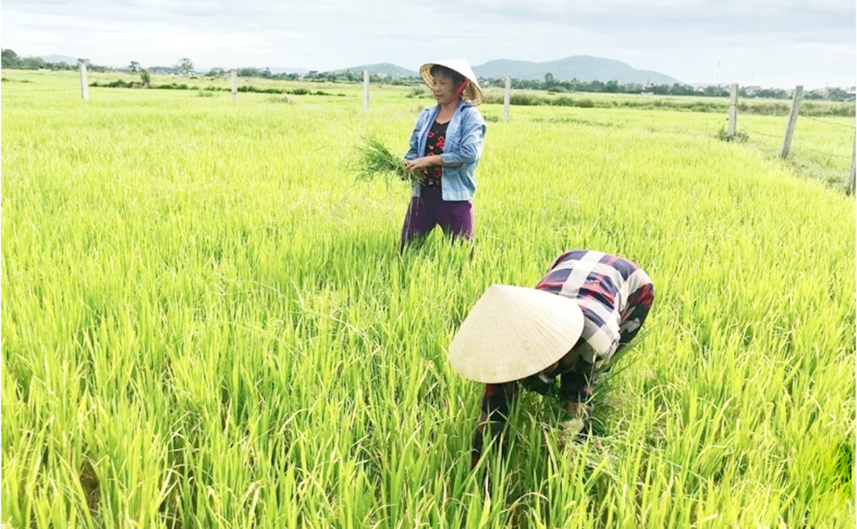 HTX góp phần thúc đẩy liên kết chuỗi trong sản xuất nông nghiệp ở Thanh Hóa.