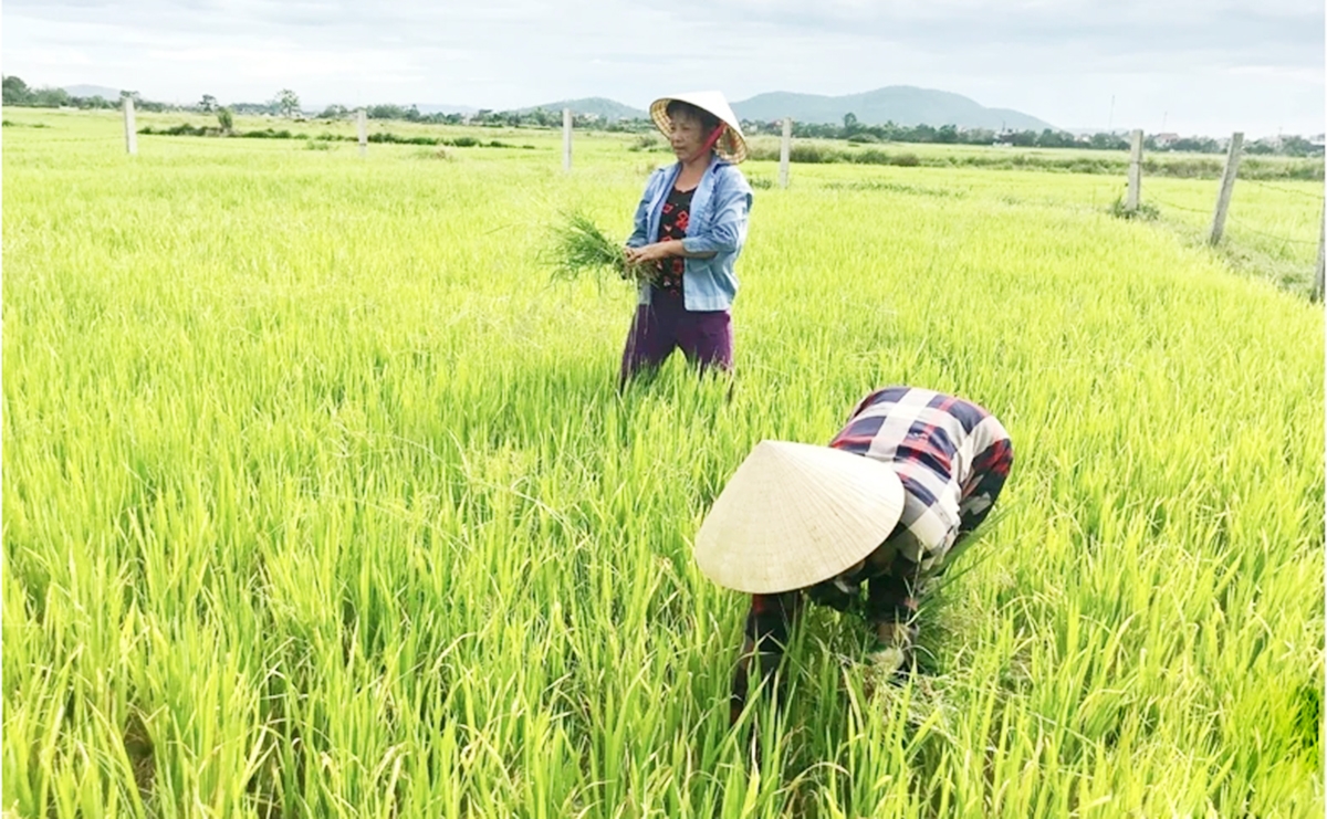 HTX góp phần thúc đẩy liên kết chuỗi trong sản xuất nông nghiệp ở Thanh Hóa.