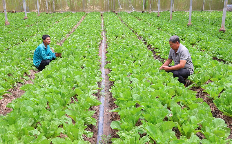 Nhiều HTX ở Cần Thơ đã đổi mới tư duy trong sản xuất kinh doanh.