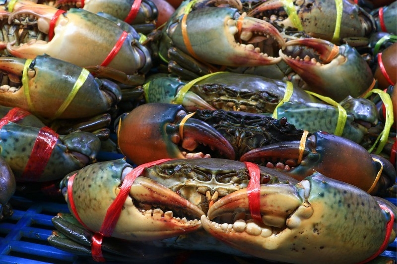 Cua Cà Mau - đặc sản nổi tiếng rất được ưa chuộng tại thị trường trong và ngoài nước.