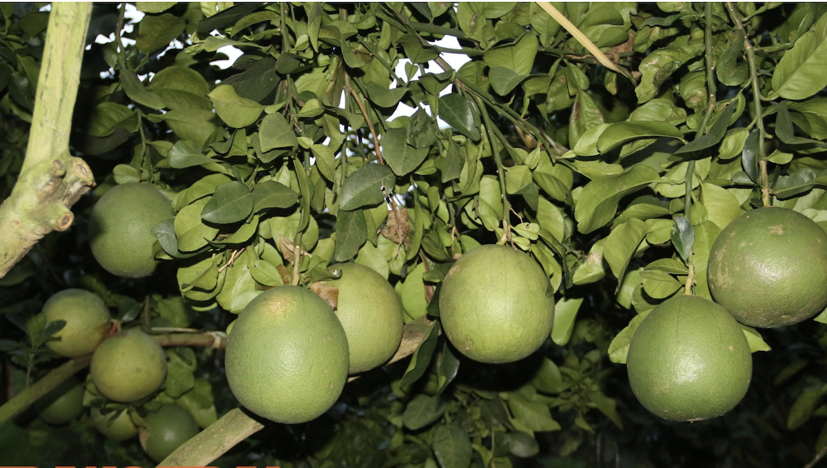 Để có 1 vườn cây ăn quả xanh tốt, các THT, HTX đẩy mạnh trồng theo hướng VietGap, từ đó giúp tăng sản lượng xuất khẩu.