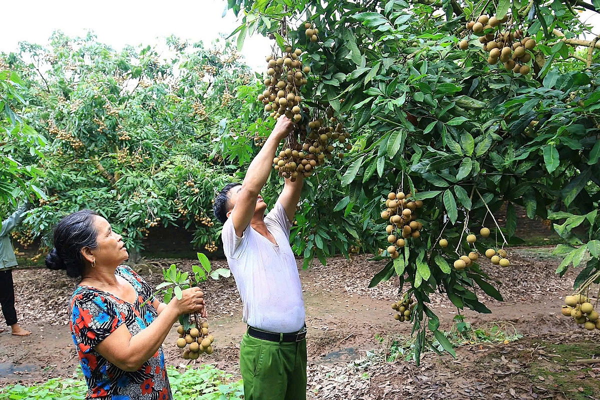 Bảo tồn và phát triển giống bản địa là phải đưa những giống đó trở lại với cuộc sống, với thị trường.