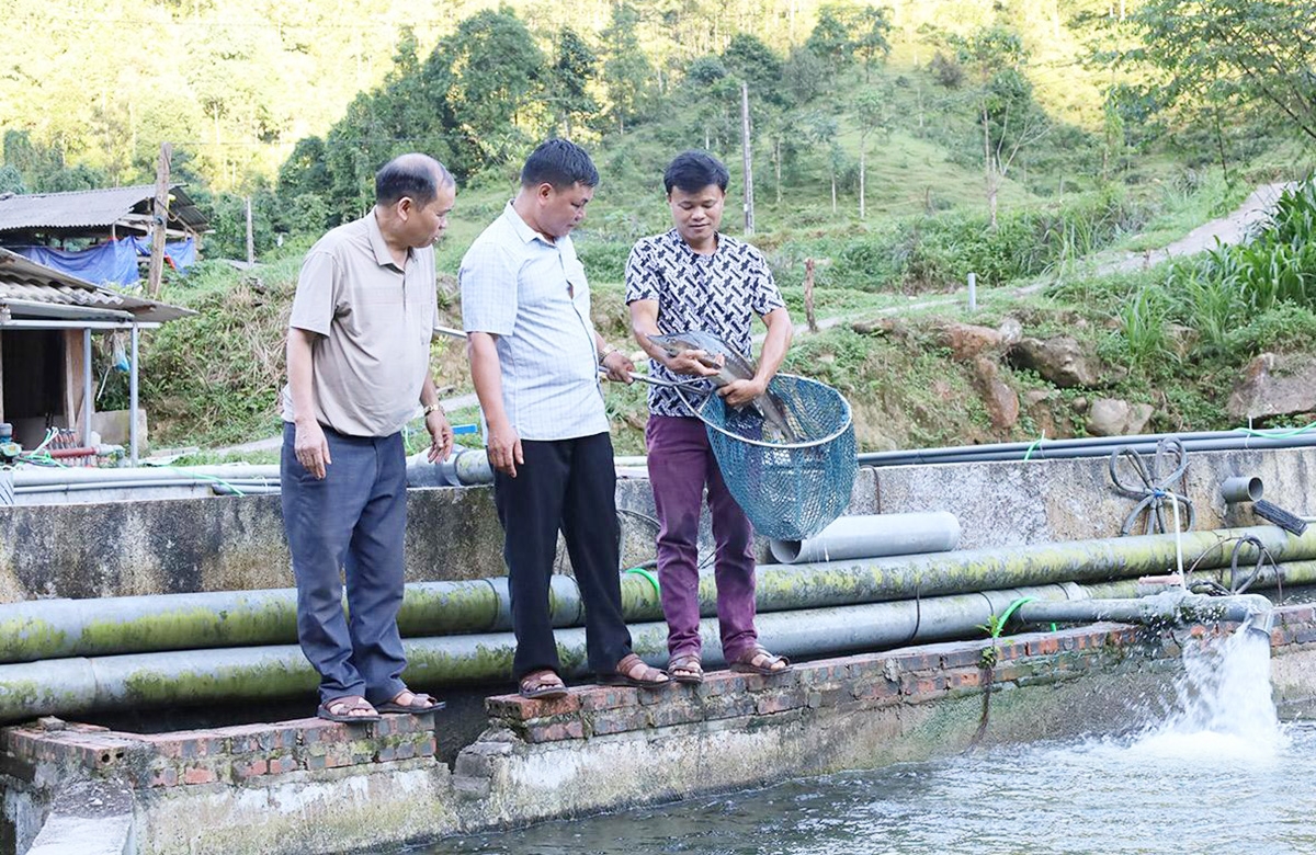 Nhiều hộ nuôi cá tầm ở Tuyên Quang đang có thu nhập hàng tỷ đồng mỗi năm.