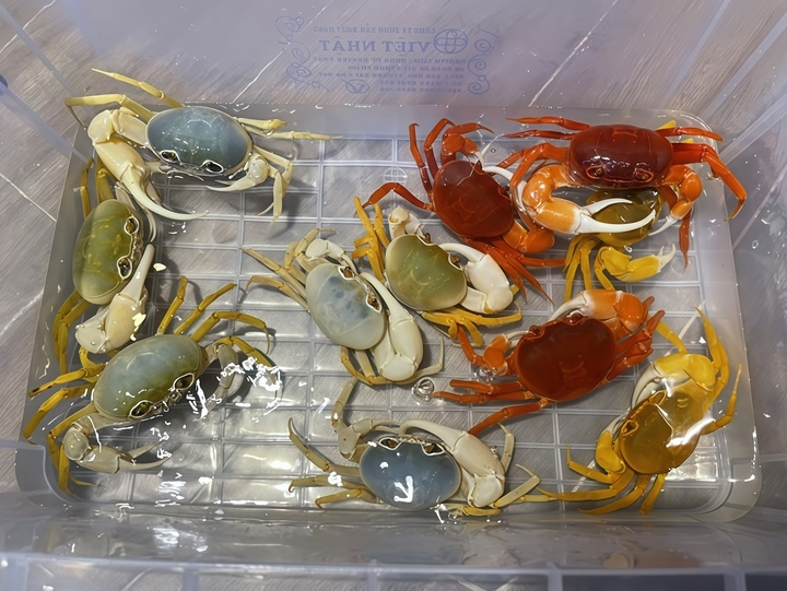 Cua đa dạng màu sắc, giá dao động từ 2 - 25 triệu đồng/con.