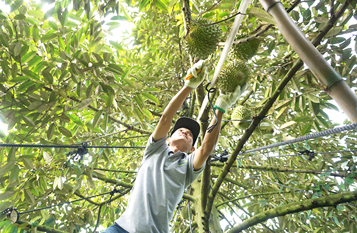 Chuyển đổi sản xuất nông nghiệp hiệu quả là điểm nhấn trong xây dựng nông thôn mới ở Phú Hựu &lpar;Ảnh: BĐT&rpar;.