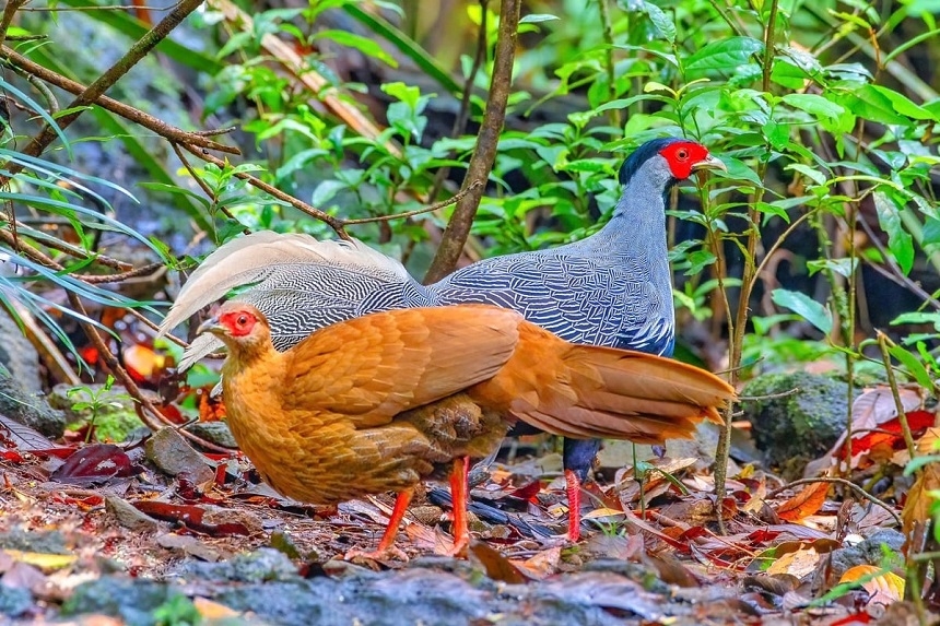 Hình ảnh về gà lôi trắng - một trong những loài động vật quý hiếm phân bố tại vùng núi của Vườn quốc gia Bạch Mã, hiện đang được nỗ lực bảo tồn.