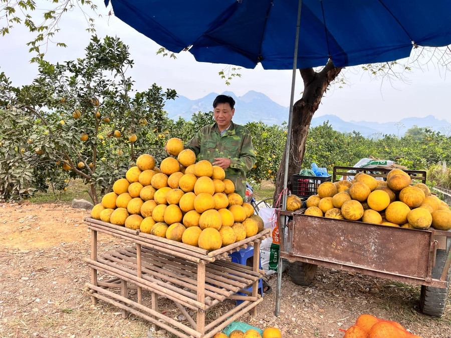 Nhiều HTX giúp thành viên nâng cao thu nhập nhờ sản xuất theo quy trình.