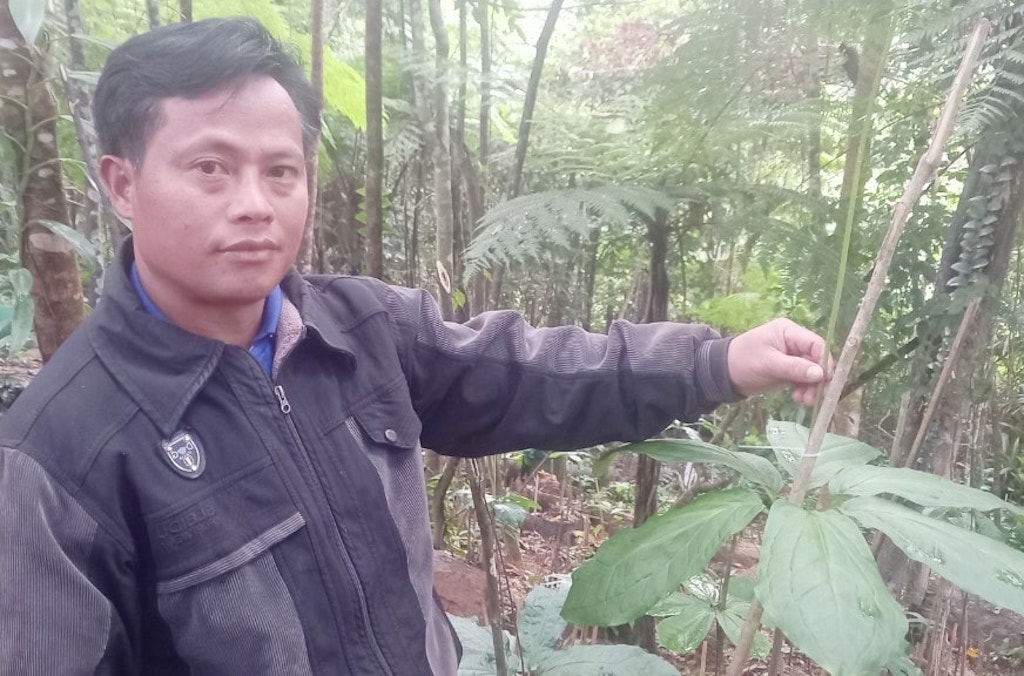 Loài sâm 7 lá được kỳ vọng là loài cây thoát nghèo cho đồng bào dân tộc thiểu số tại La Êê.