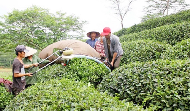 Nông sản thế mạnh ở Tuyên Quang ngày càng nâng cao thương hiệu.